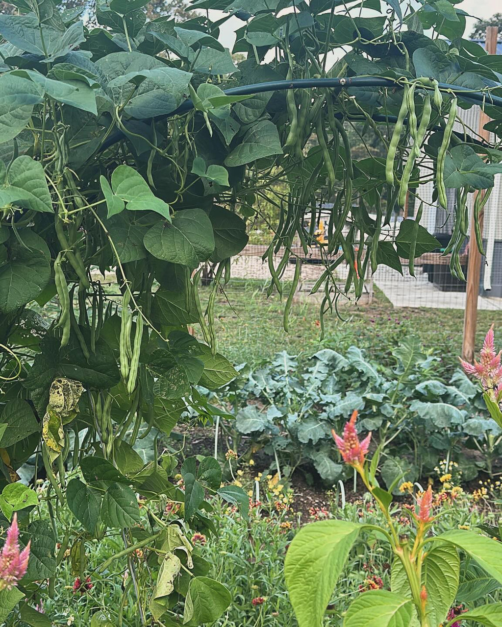 Backyard Homesteading Consultation