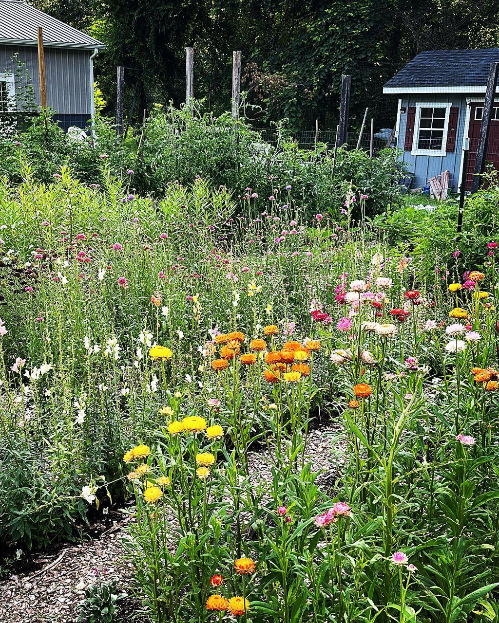 Backyard Homesteading Consultation