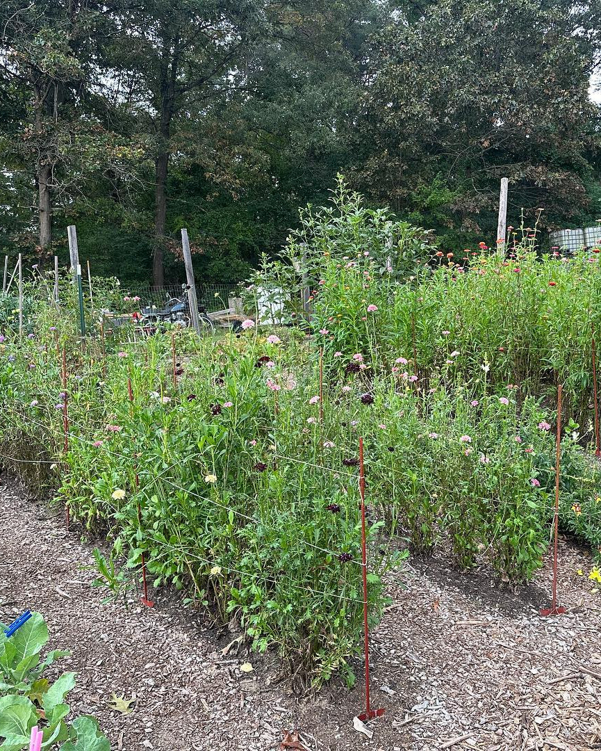 Backyard Homesteading Consultation