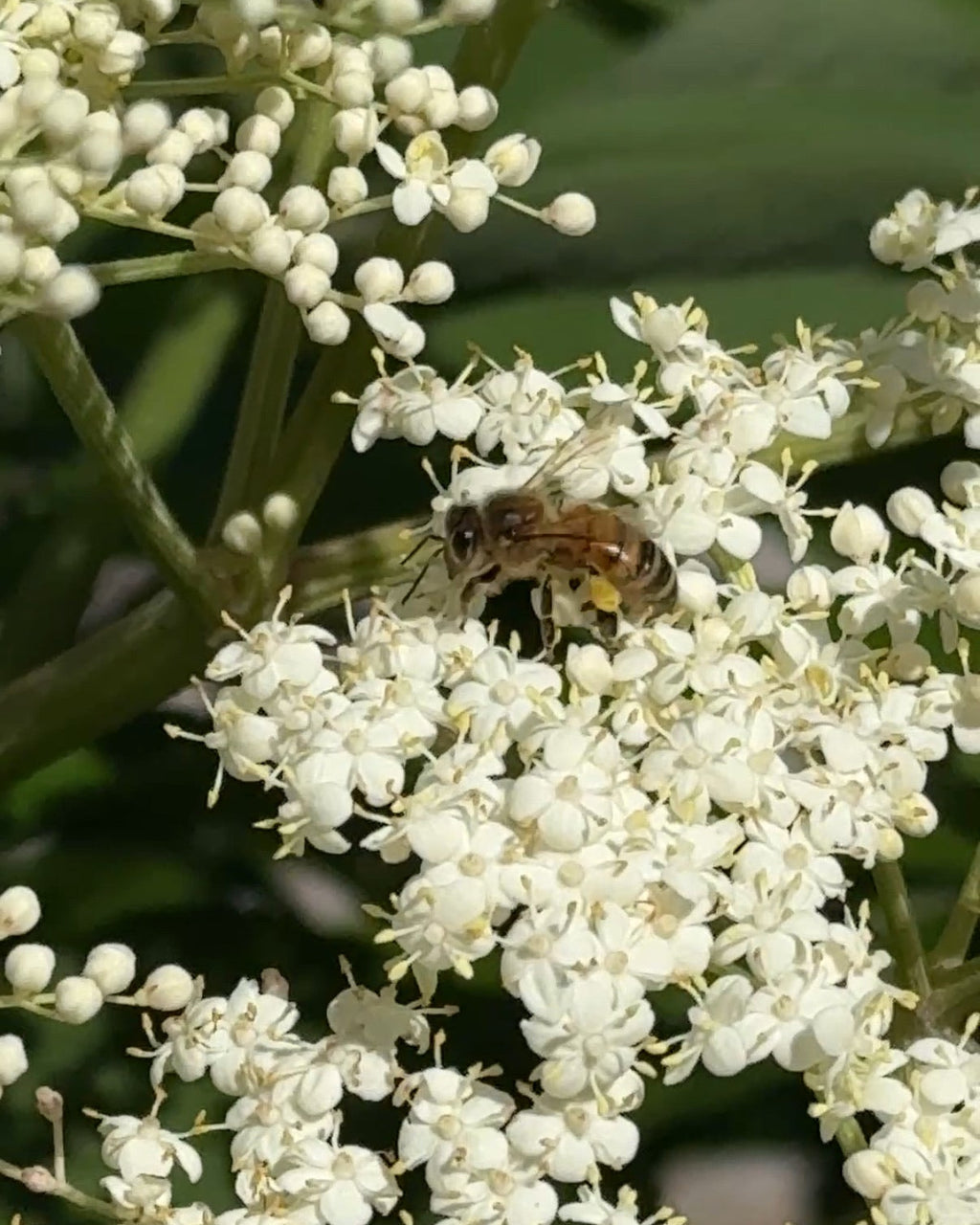 Support Next Year’s Elderberry Harvest