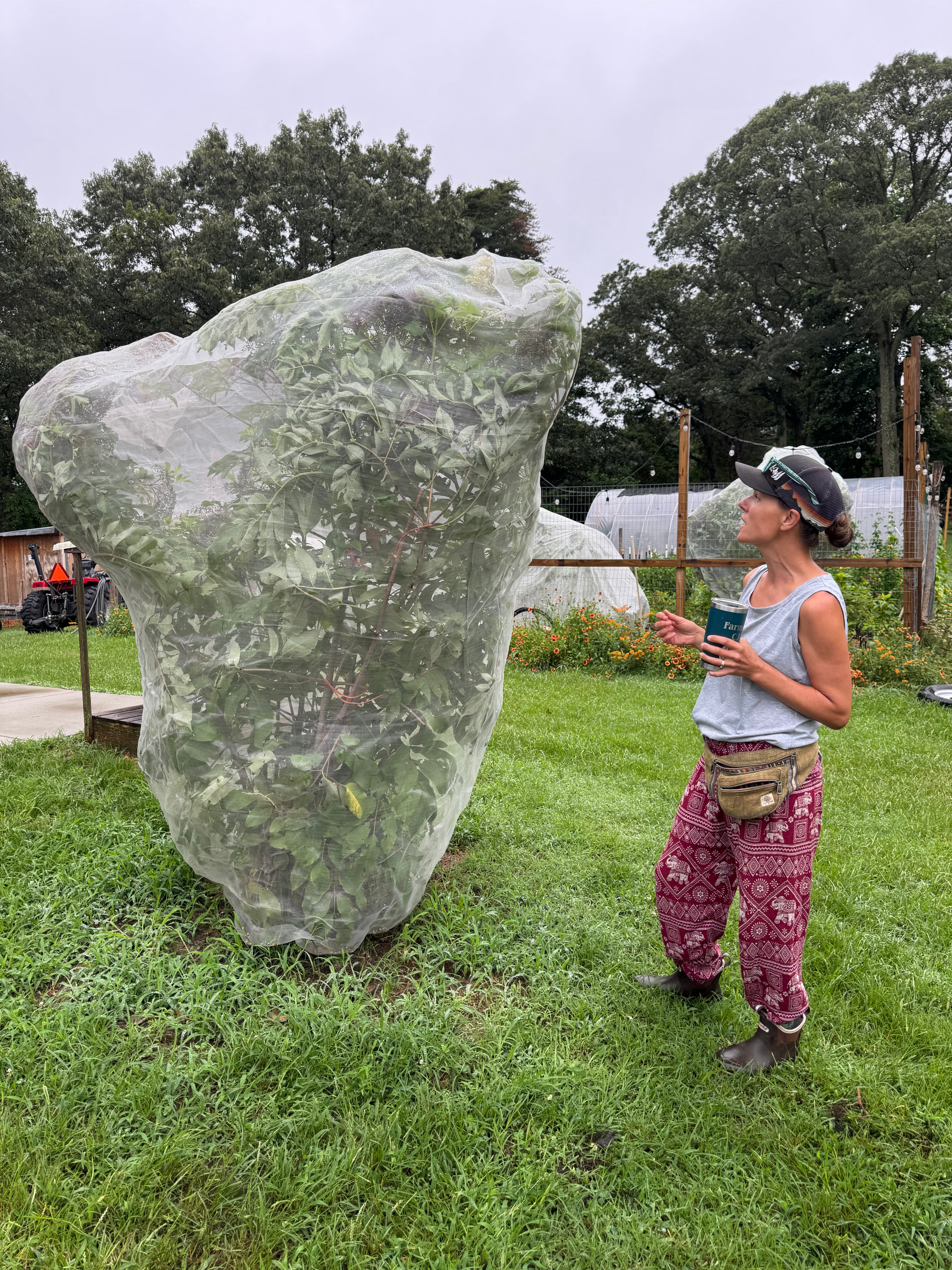 Support Next Year’s Elderberry Harvest