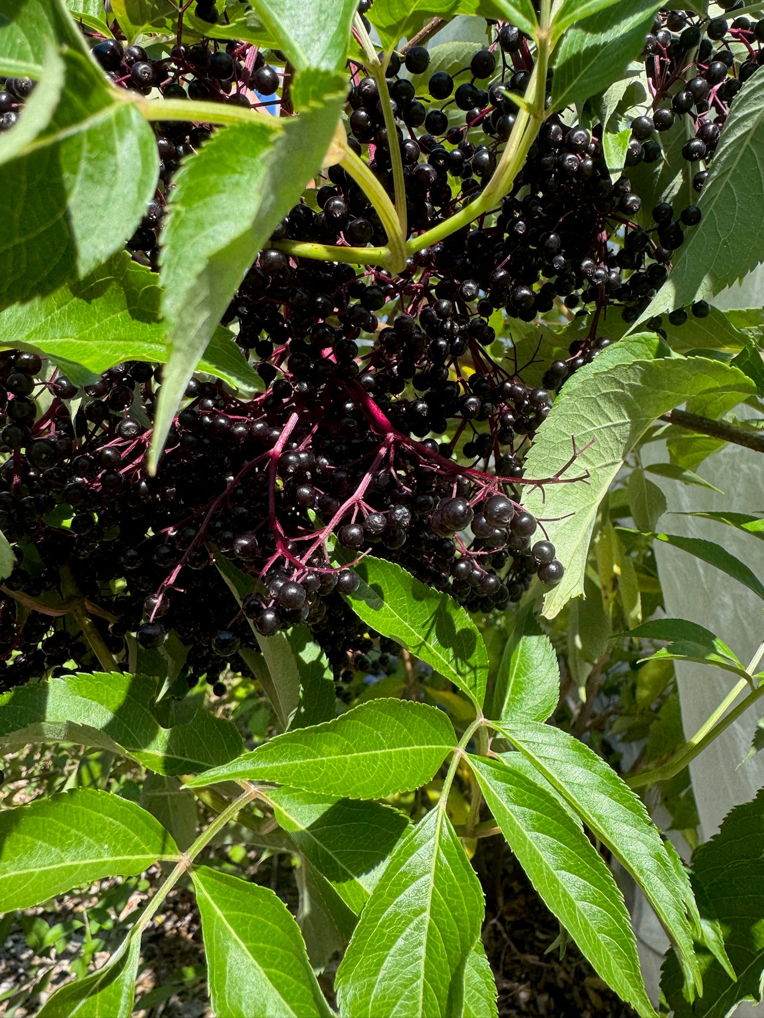 Support Next Year’s Elderberry Harvest