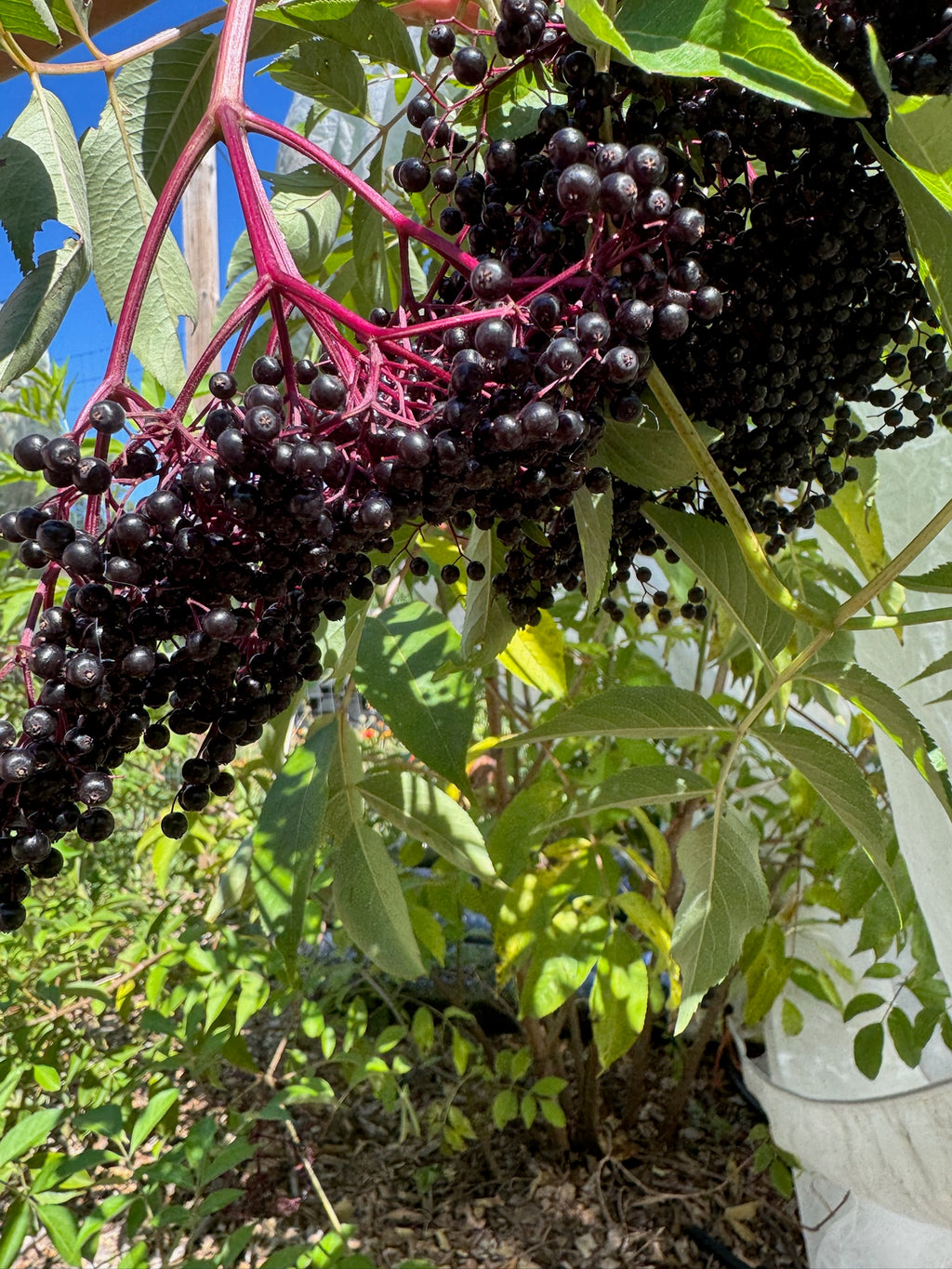 Immune Boost Elderbeary Jello Bears