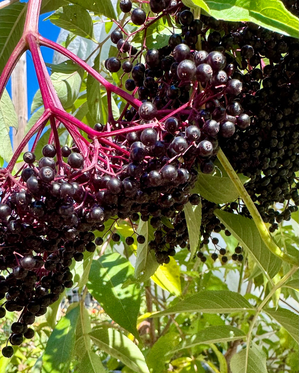 Support Next Year’s Elderberry Harvest