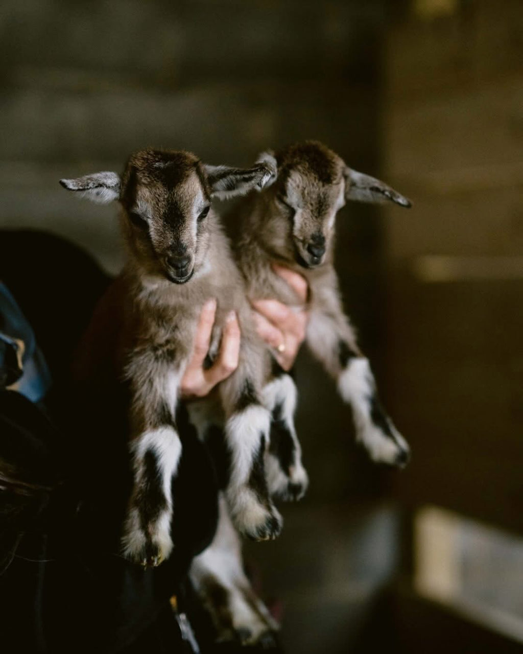Backyard Homesteading Consultation