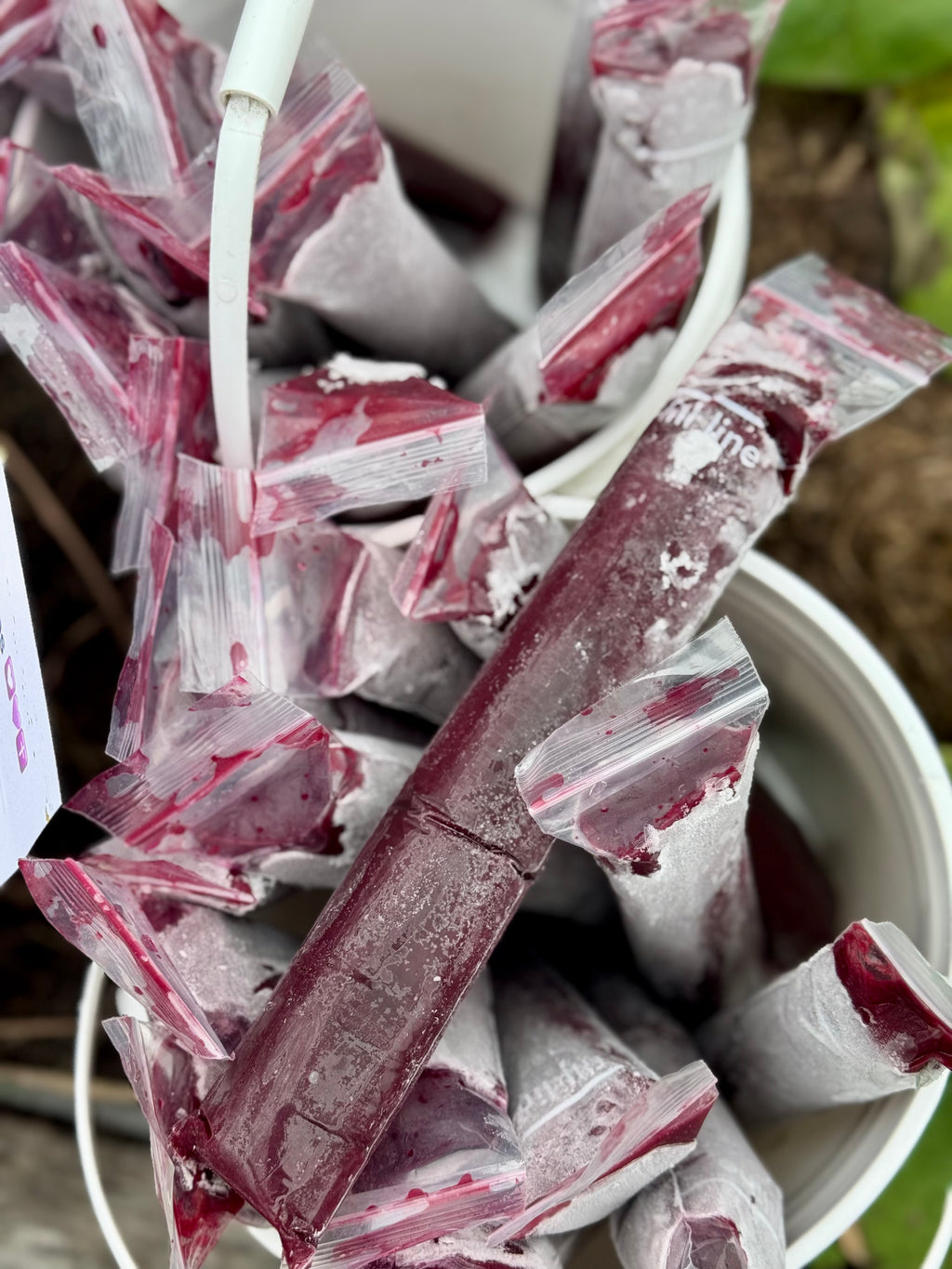 Immunity Boost Elderberry Pop