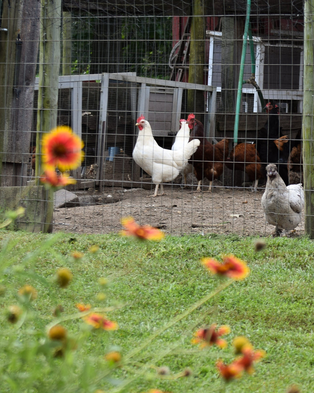 Backyard Homesteading Consultation