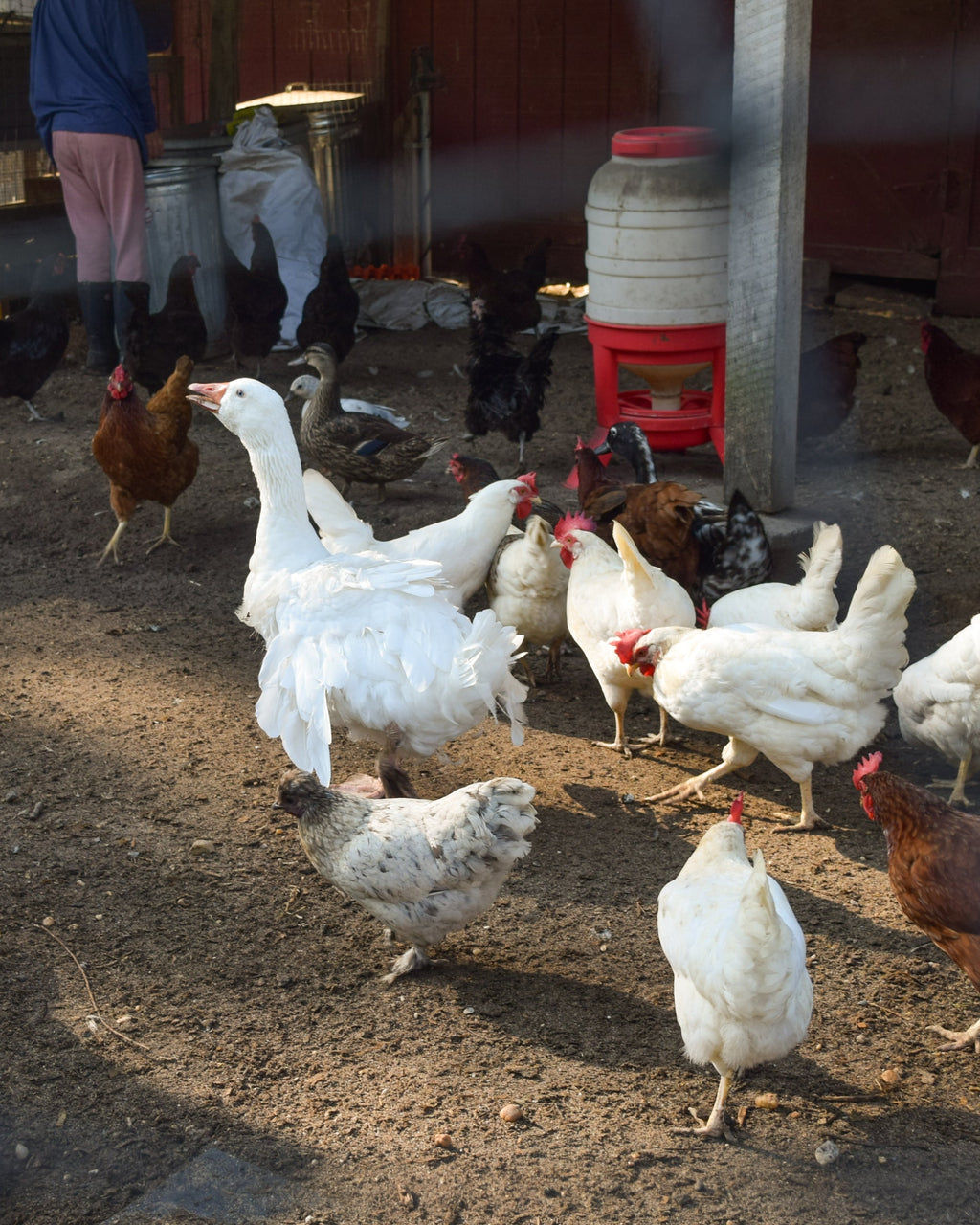 Backyard Homesteading Consultation